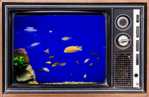 an old television set turned into a fish tank